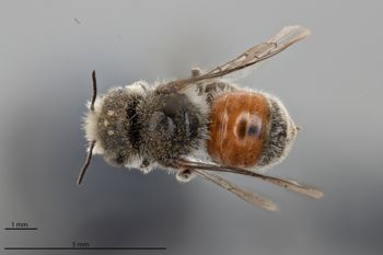 Media type: image;   Entomology 793232 Aspect: habitus dorsal view